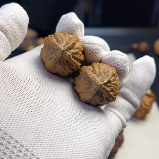 核桃四棱楸核文玩核桃