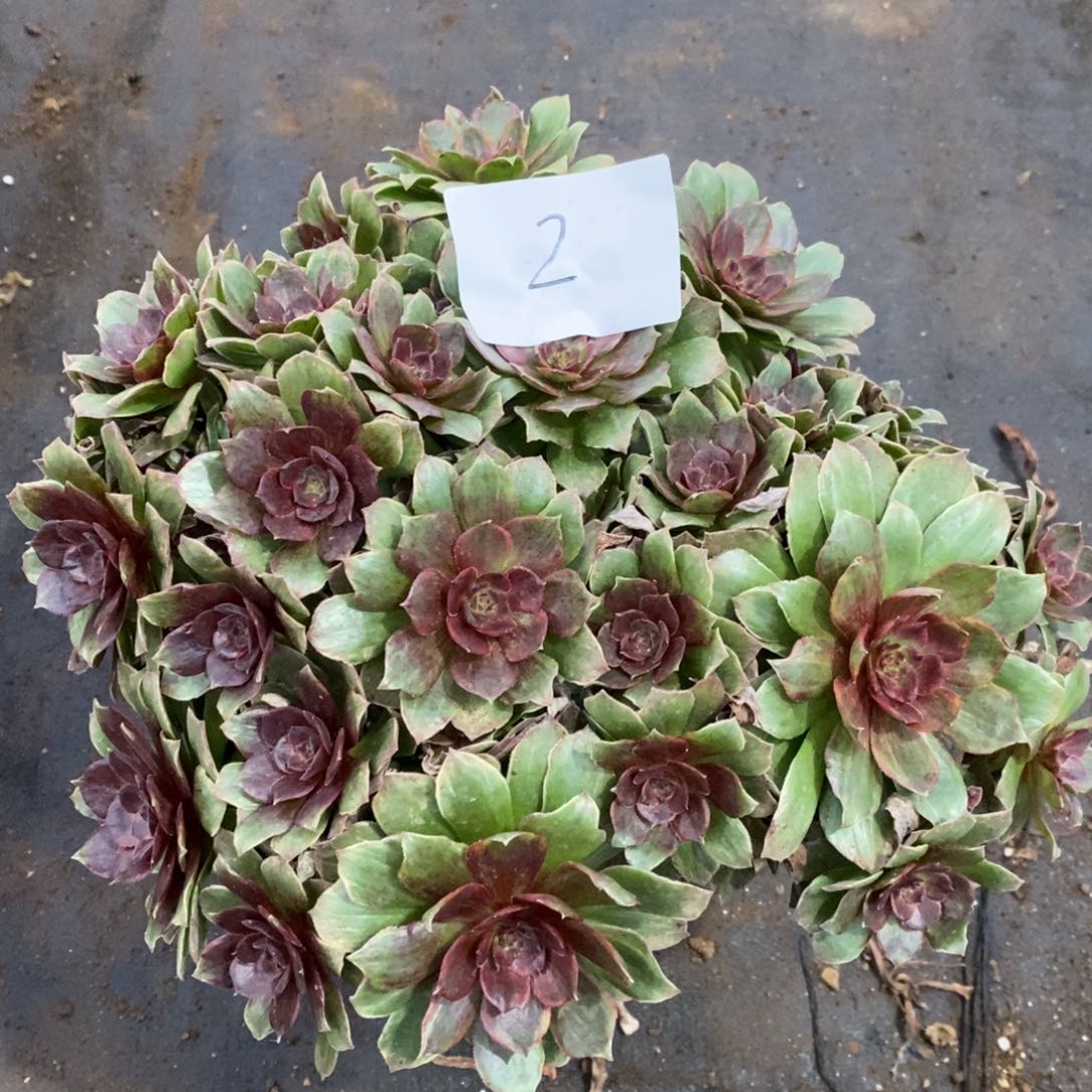 2红丝绒多肉植物