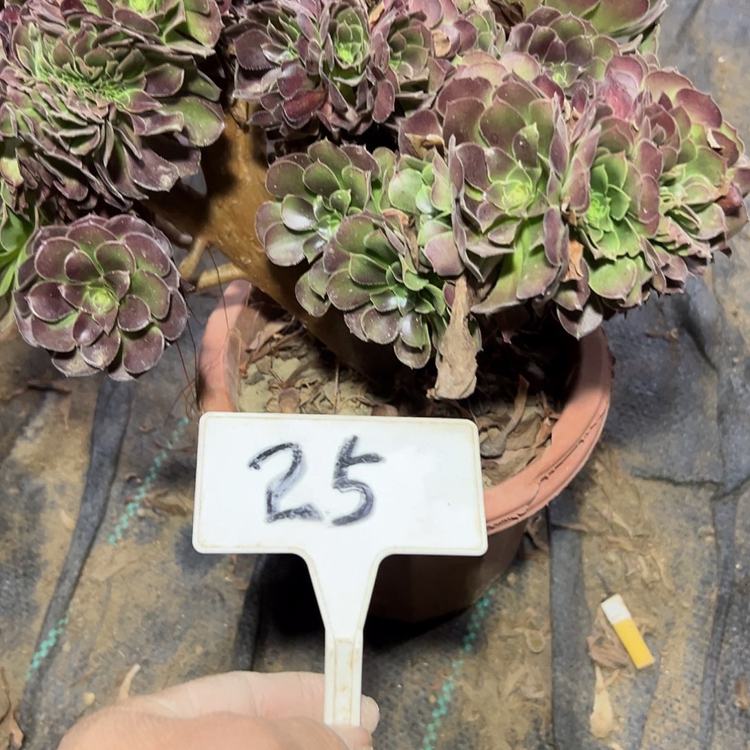 多肉植物玫瑰缀花25