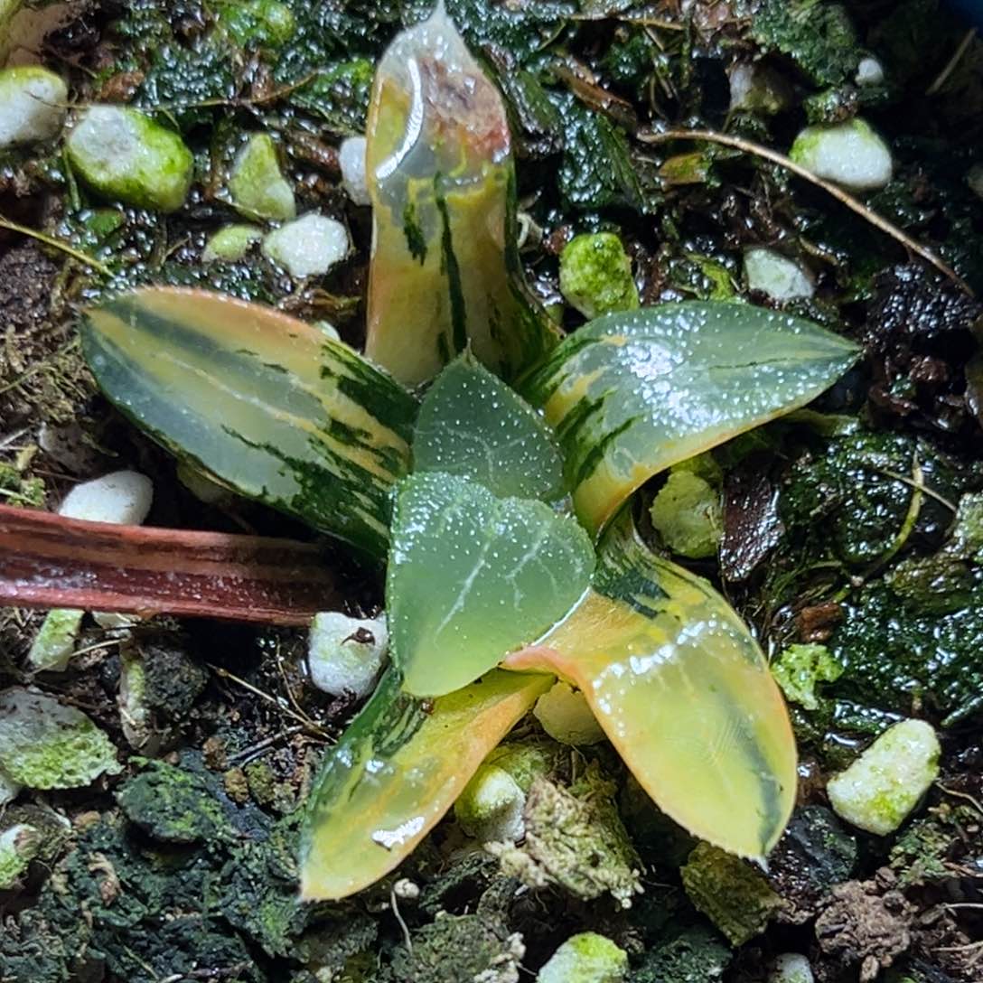 恭喜发财大吉大利707