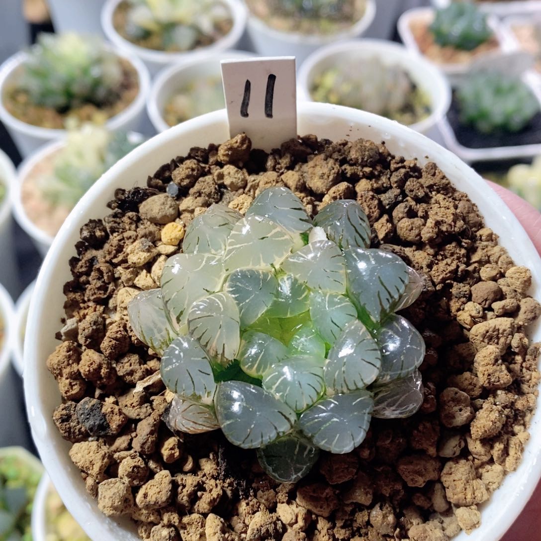 Ob玉露锦多肉植物多肉植物