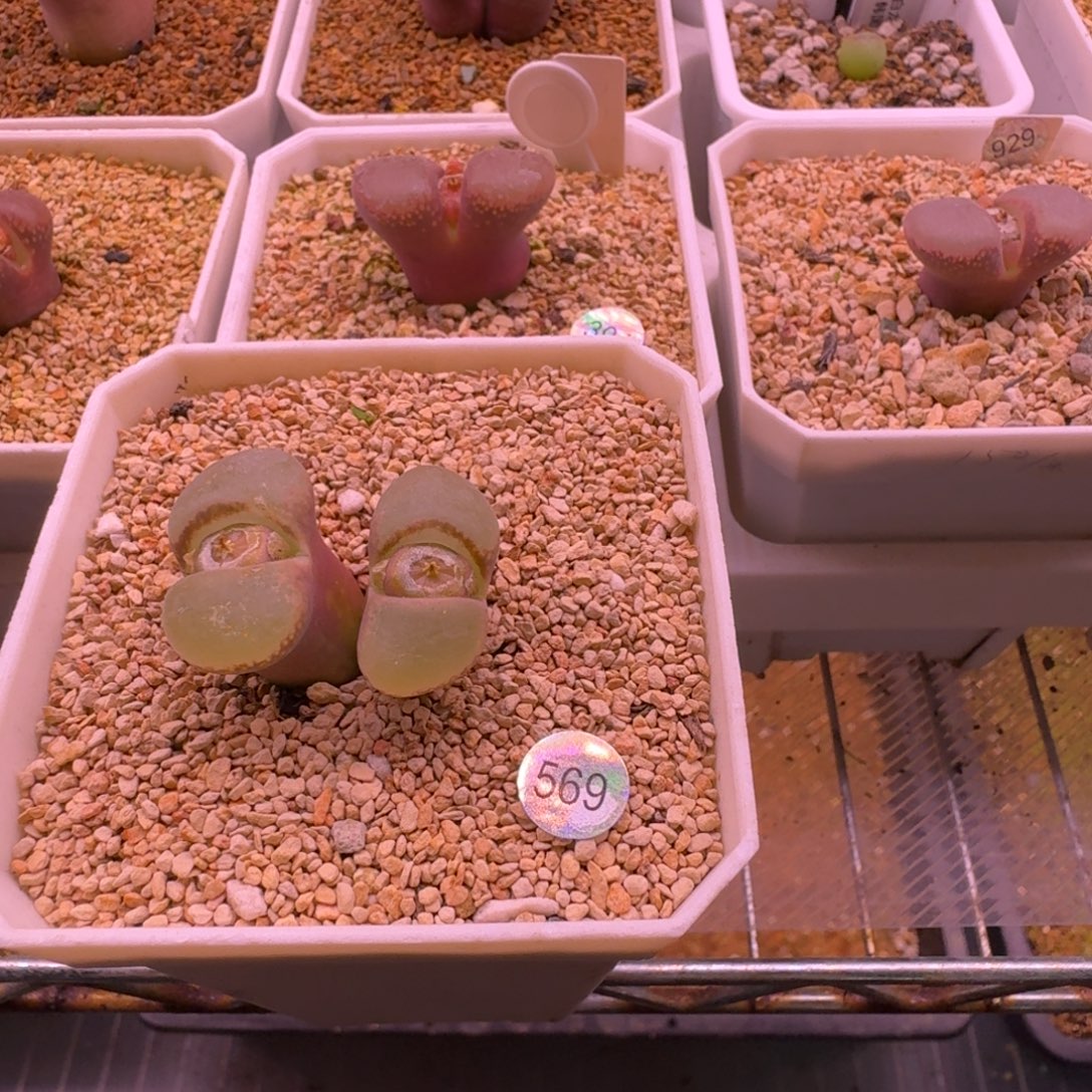 大***大多肉植物好看风铃569