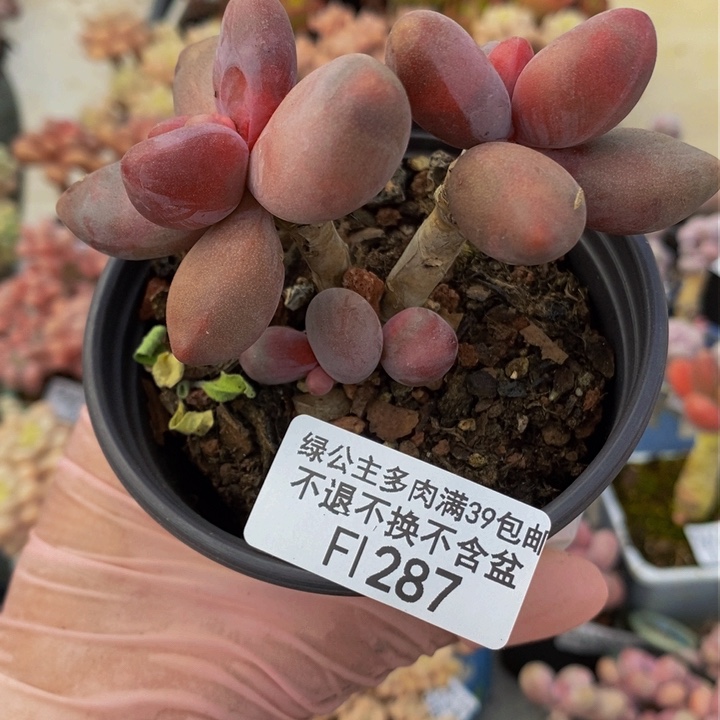 糖果美人老桩287多肉植物