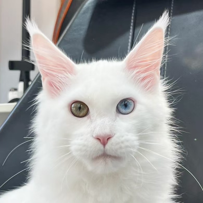 来了姊妹-纯白异瞳缅因猫 弟弟 14