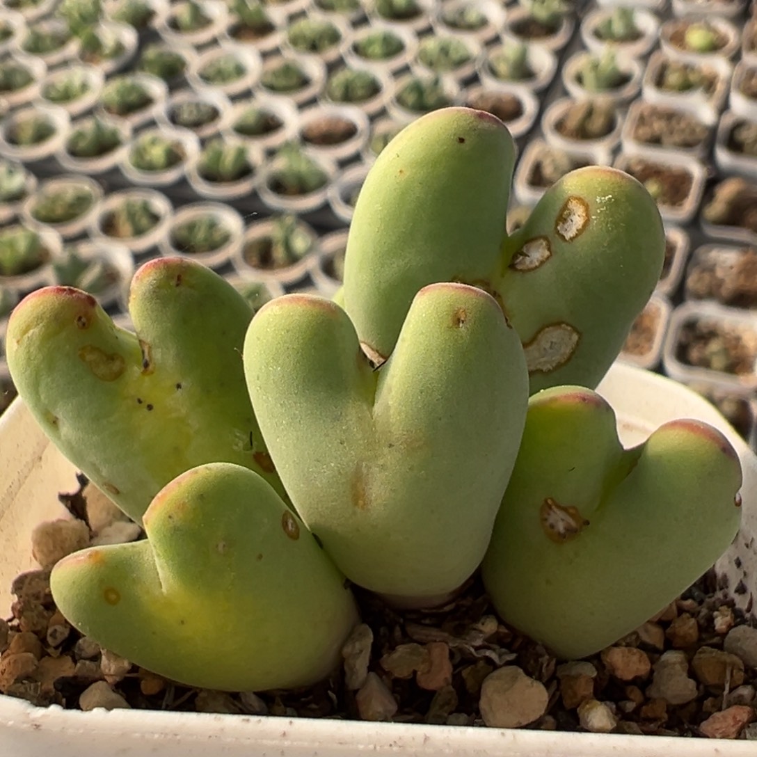 84多肉植物百科植物