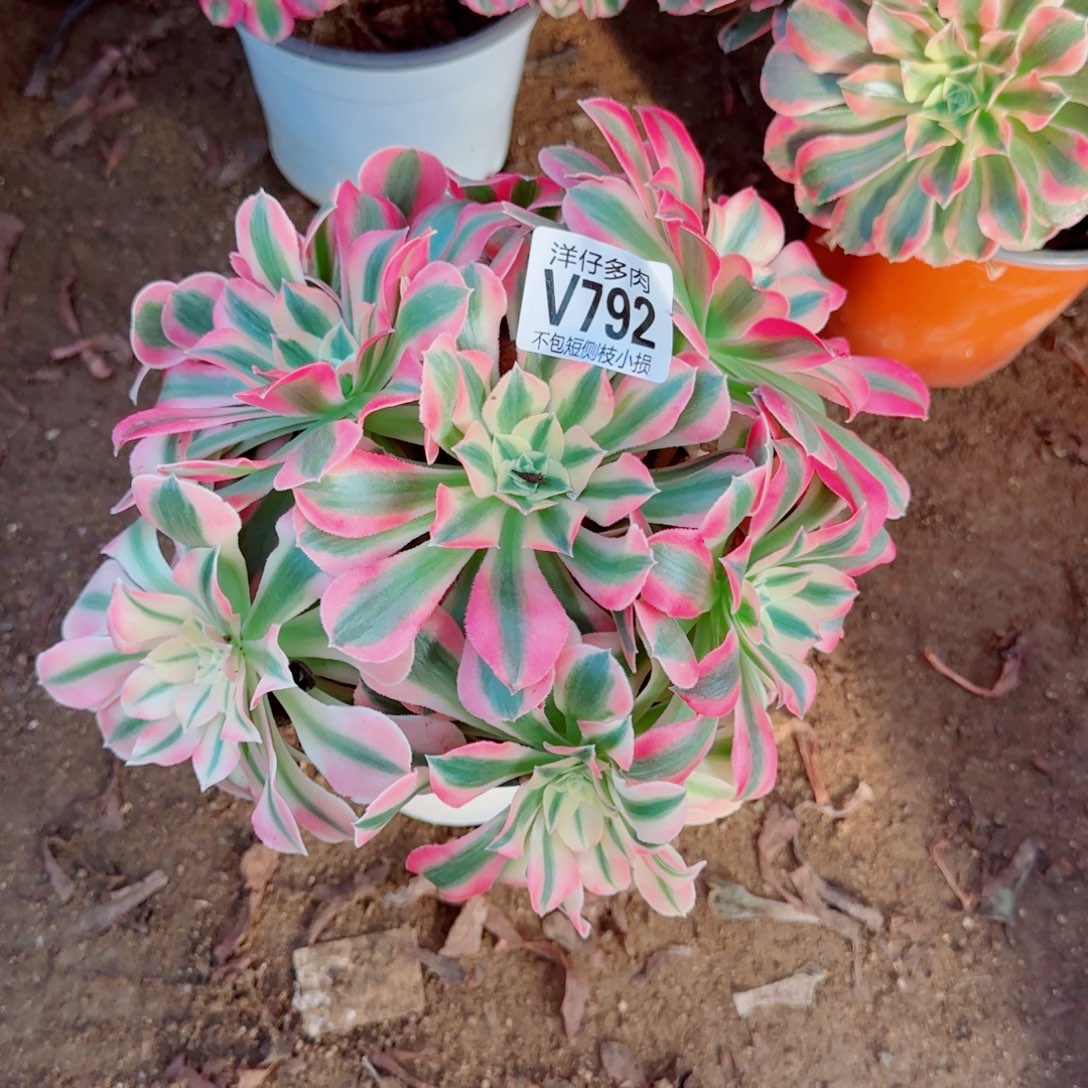 粉女巫法师792冠幅20