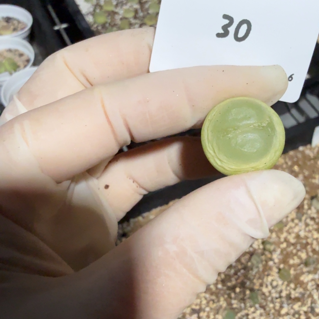 I***u多肉多肉多肉11.6-030