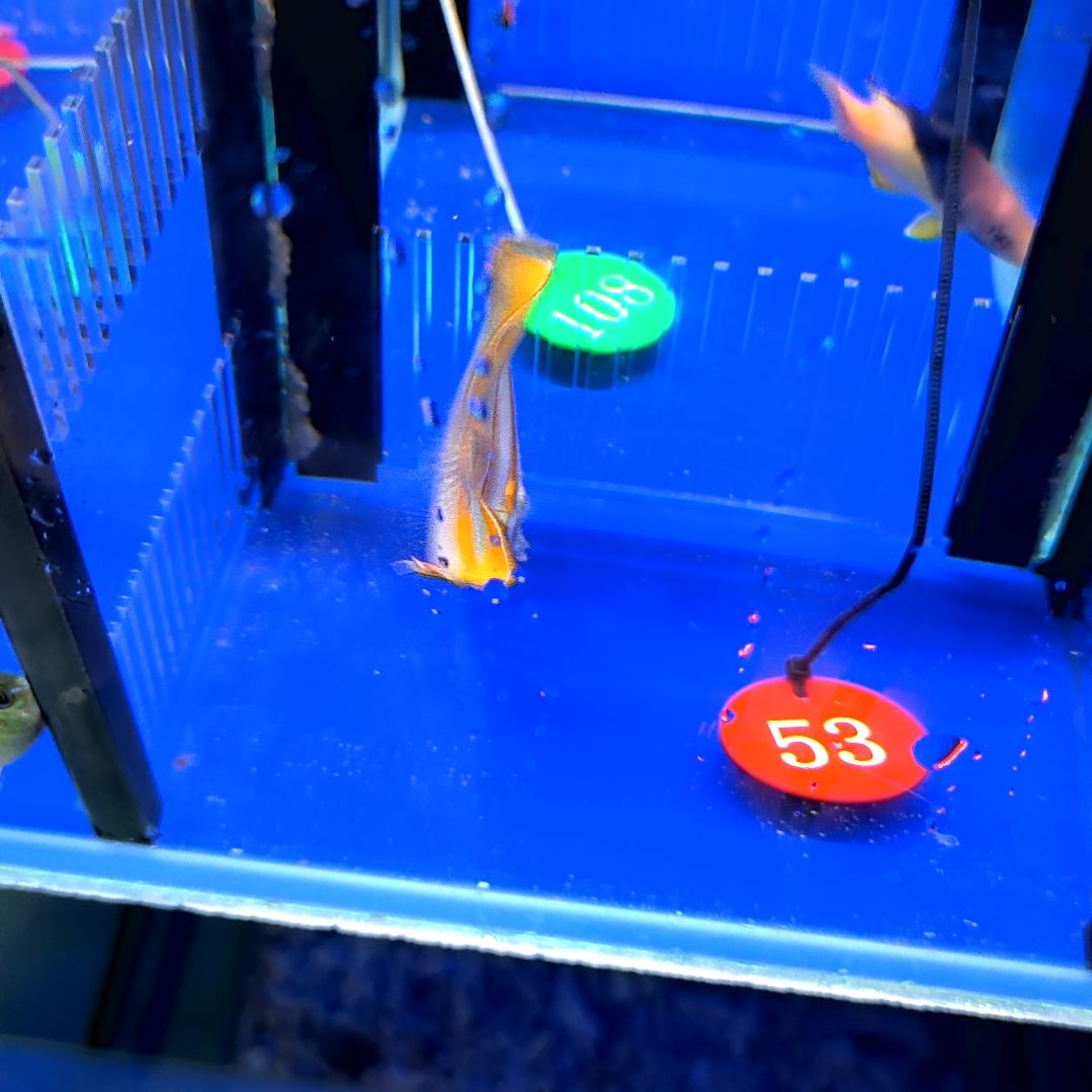 海水鱼三间火箭8+-1-10-53