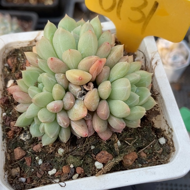 6131百搭翡翠多肉植物保护