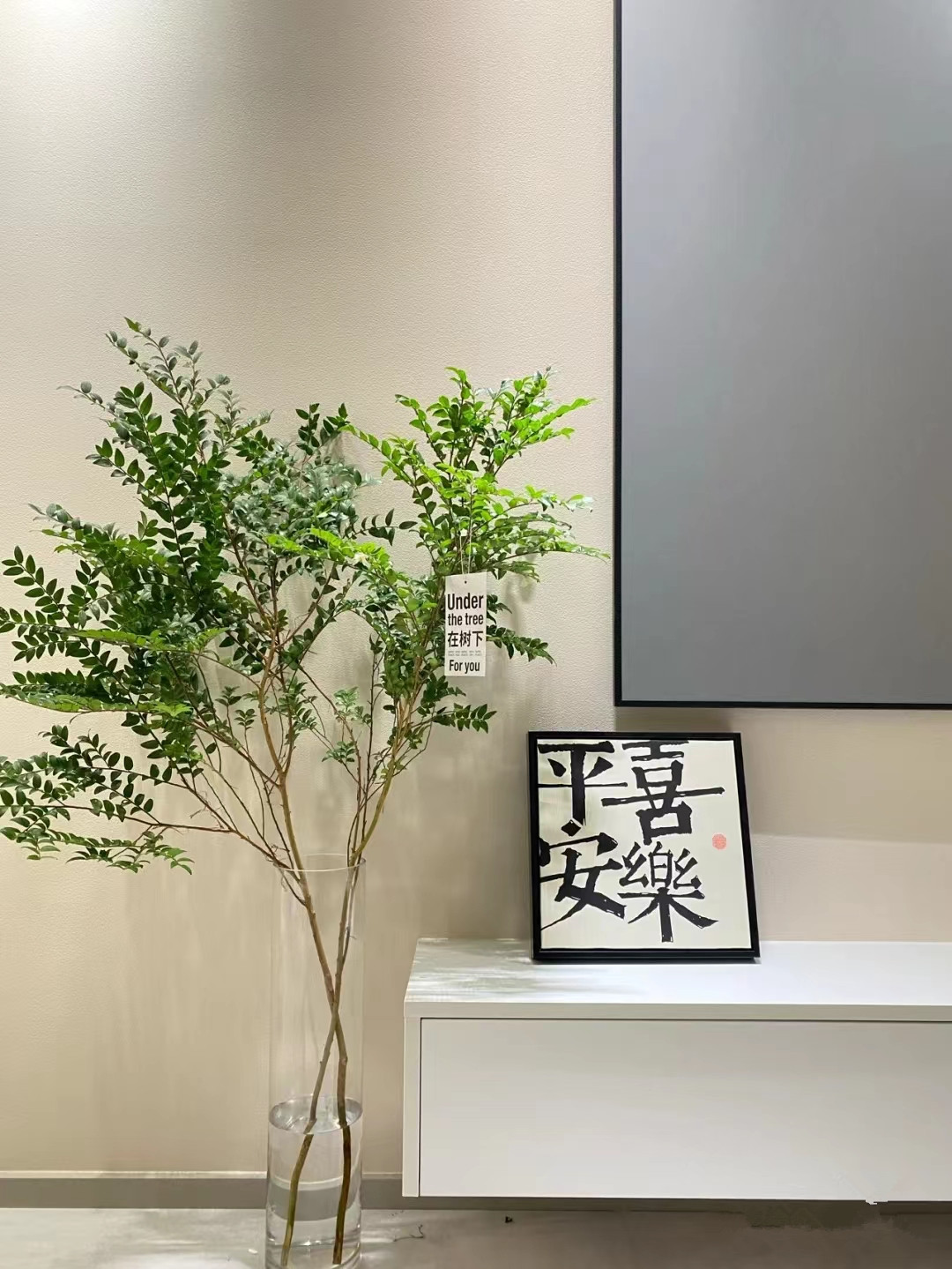 美男树水培室内客厅卧室装饰绿植懒人ins风季节网红植物