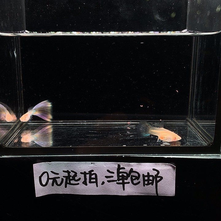 孔雀鱼拉朱莉幻彩白子一对