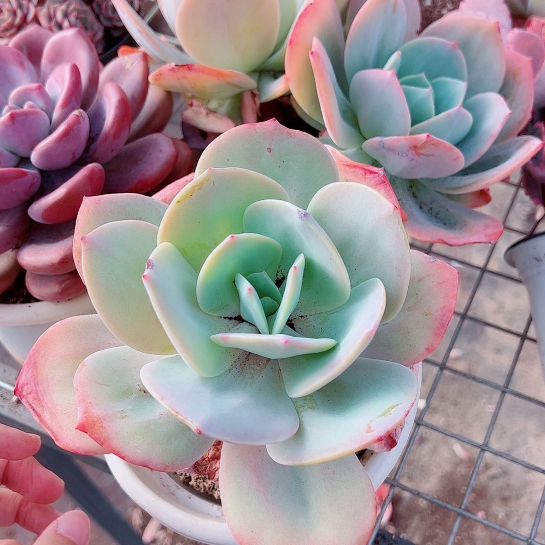 血凤大单头精品特价