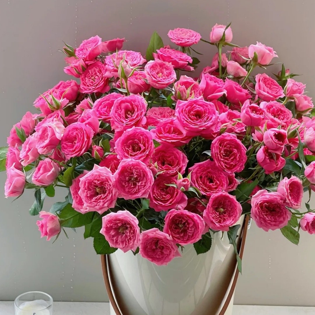 【大把头】苏菲宝贝多头玫瑰 两单升级京东冷链/EMS空运