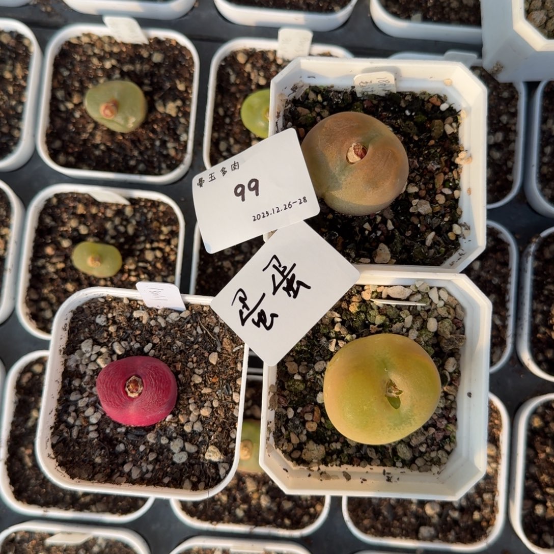 蛋***蛋多肉多肉多肉12-099