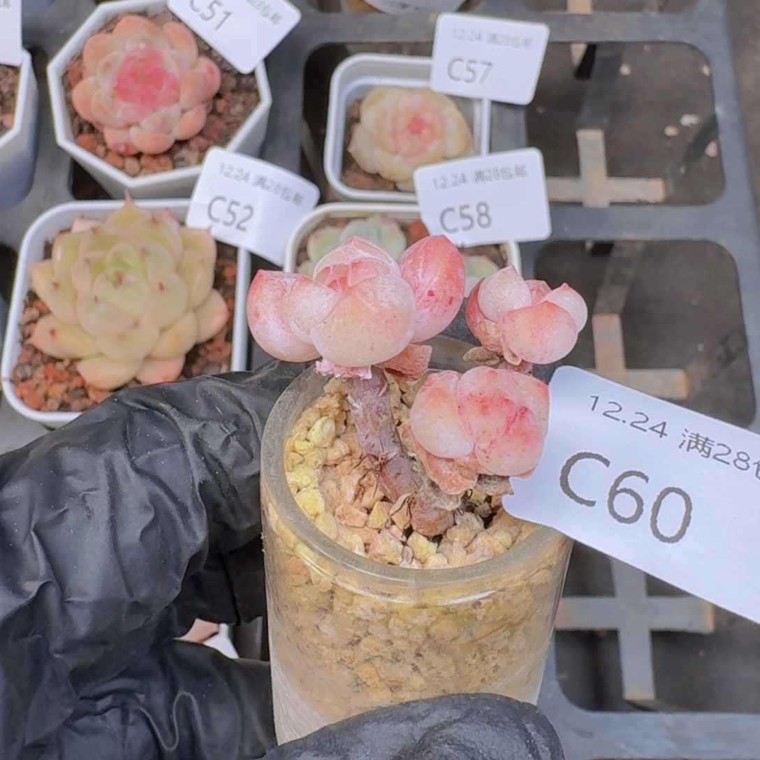 幸***七玻璃瓶发货带盆带土