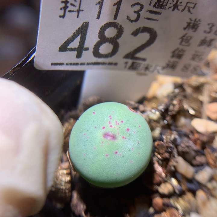 精品生石花113.482疤特