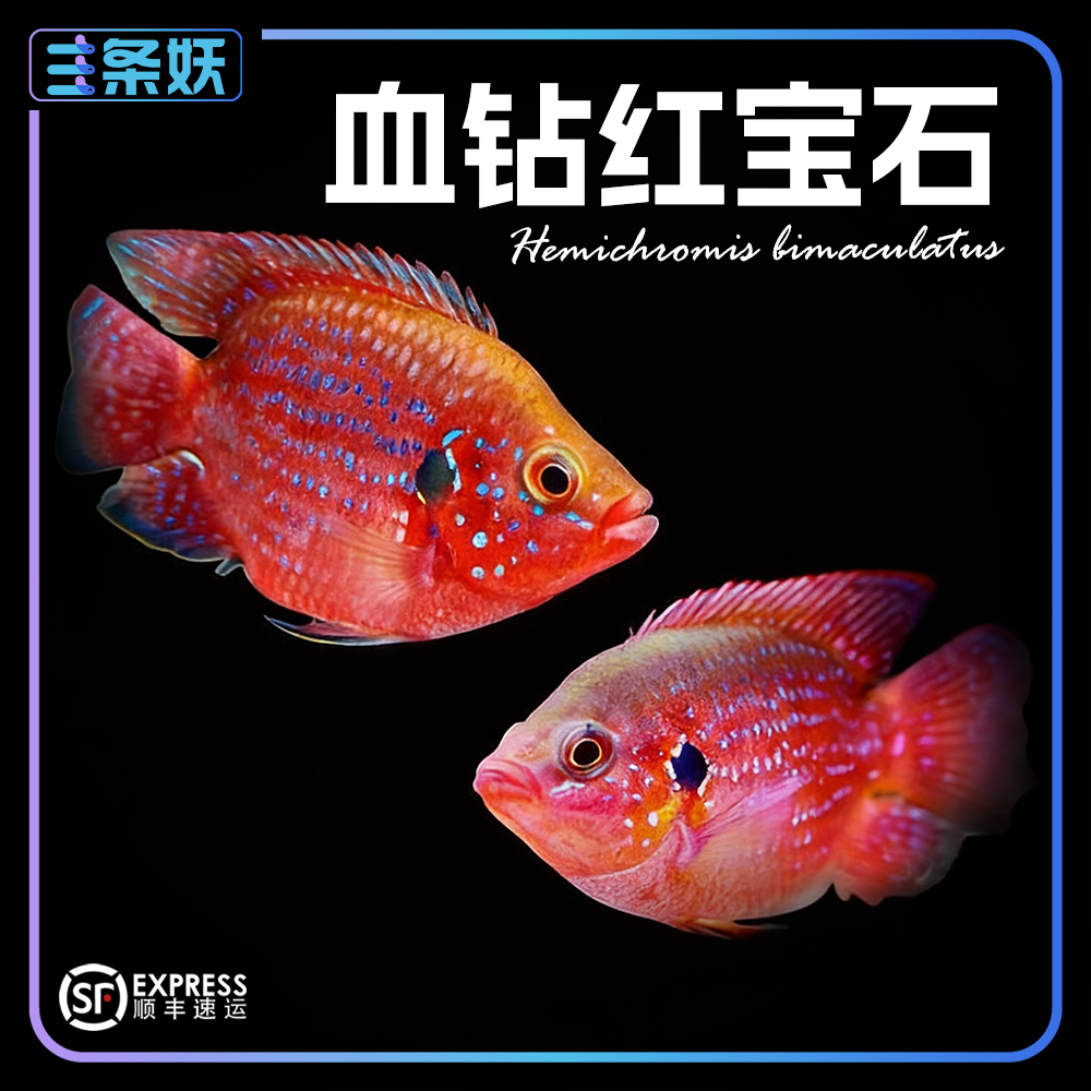 【直播优惠】红宝石热带观赏鱼三湖慈鲷适合新手