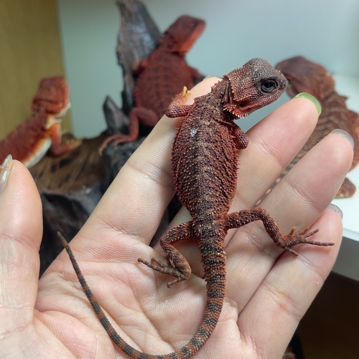 鬃狮蜥黑红果冻弟弟