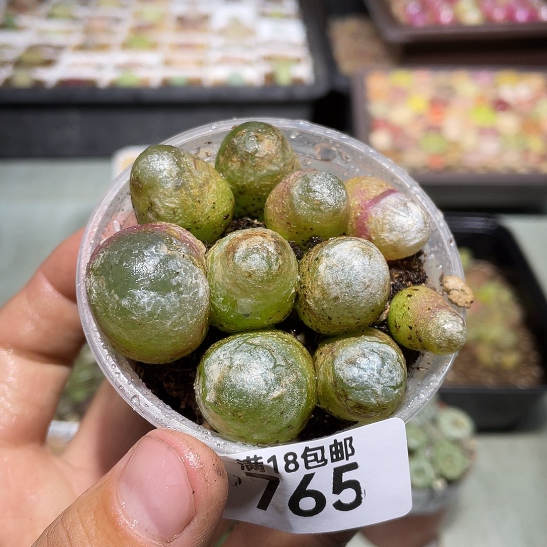 765当天凑满十八元包邮生石花