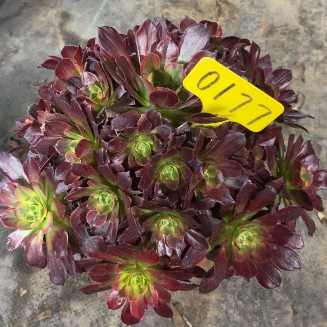 0177安娜一物一拍照片