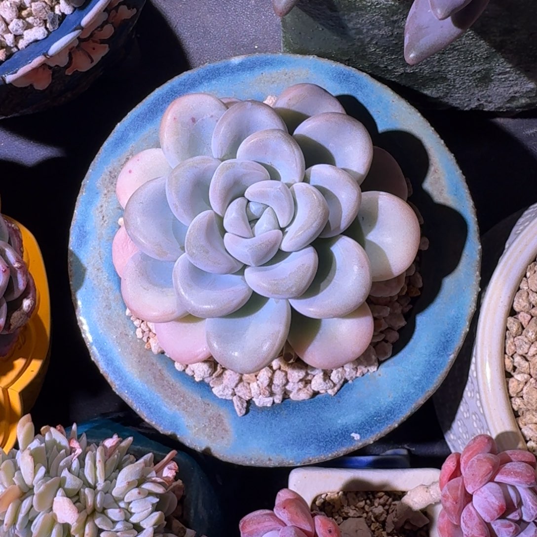 玉麒麟 单头 一物一拍
