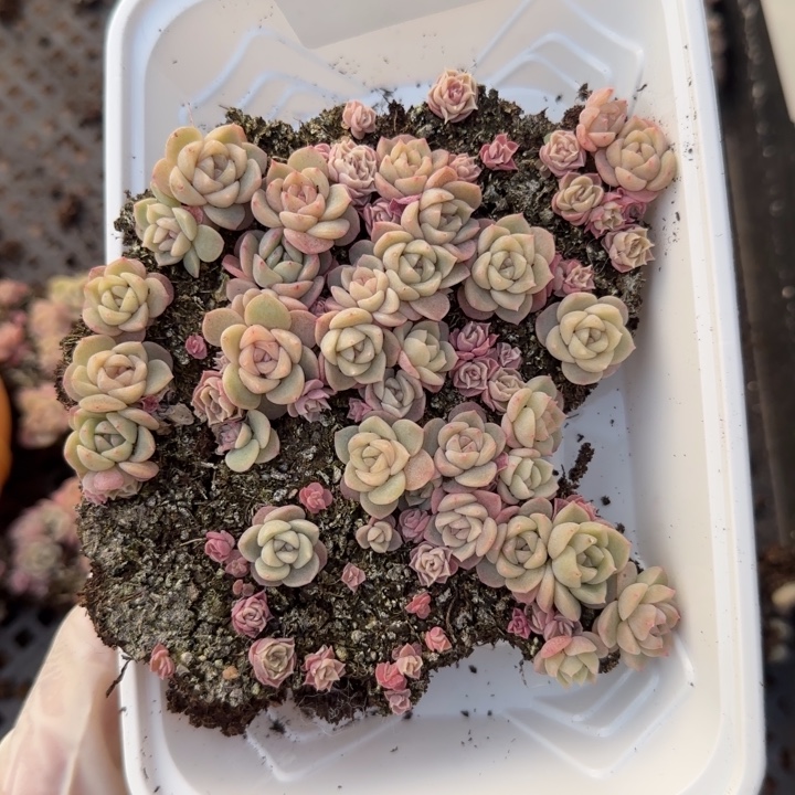 170  号王者系列种播苗一盒