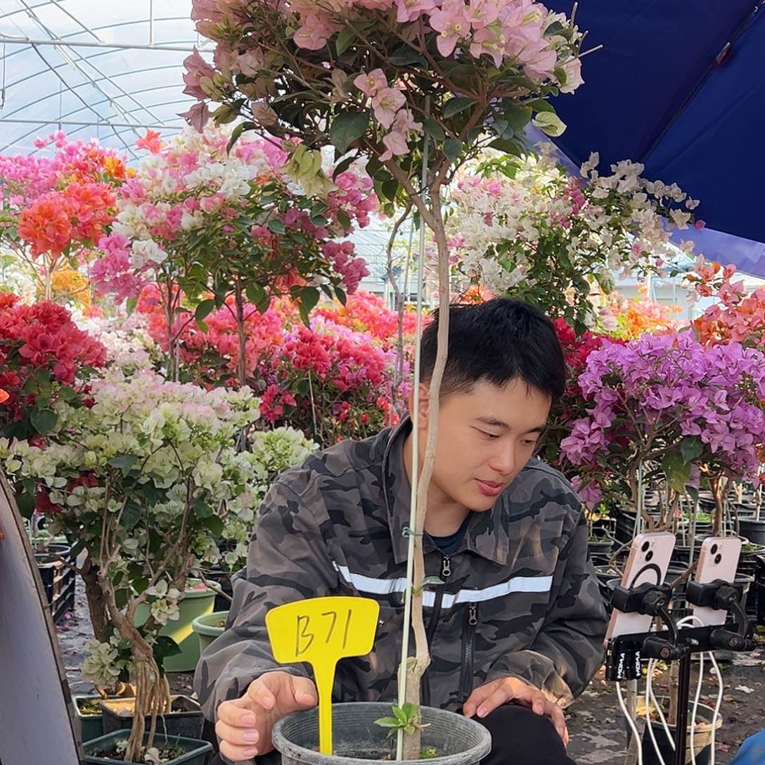 ****！大部分花苞少量开放B71丽娜