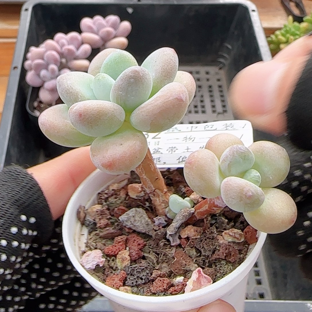 祝***余多肉0911-132洛神小老桩