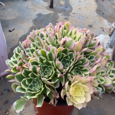 白凤多肉植物014