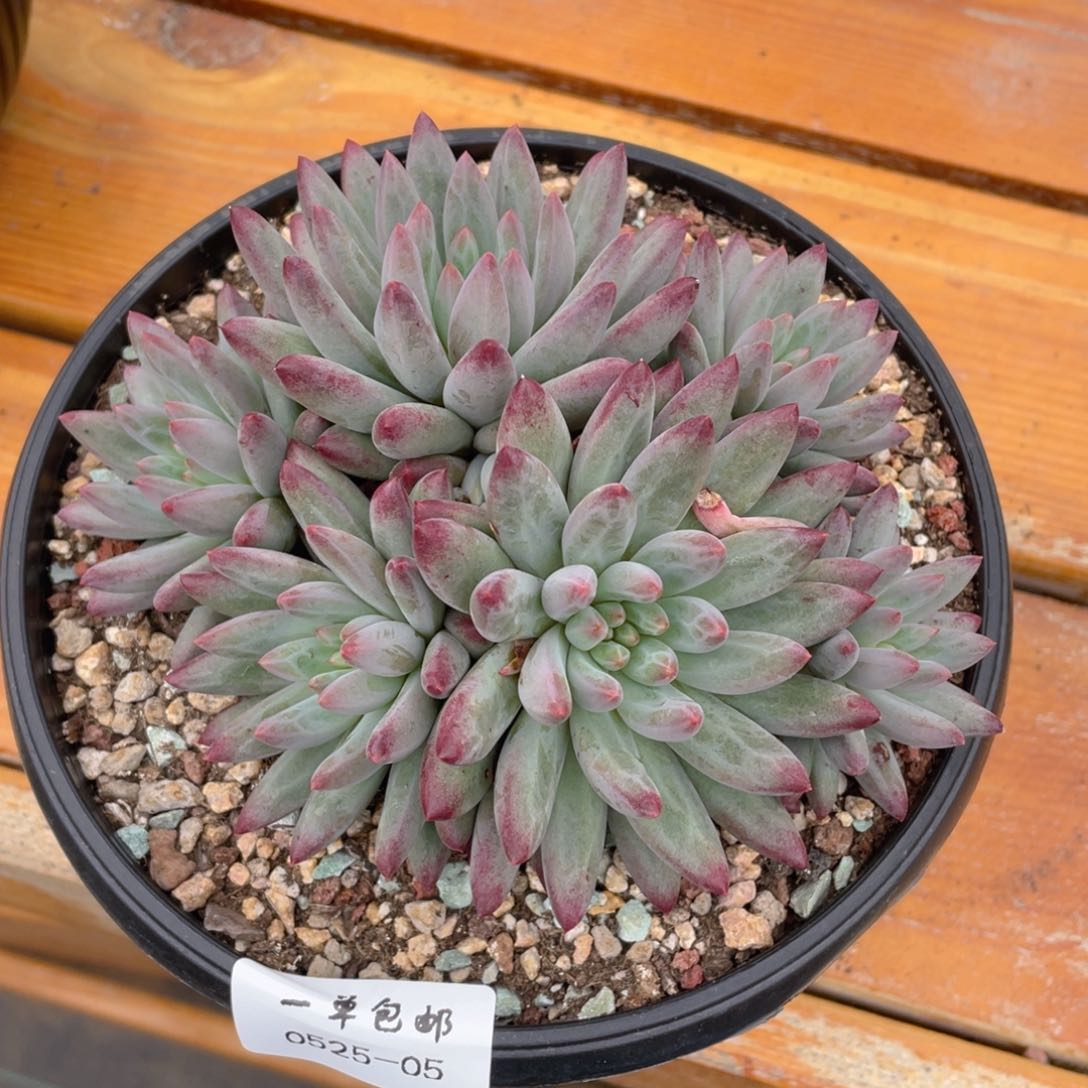 0525-05-百媚生。。。。。。