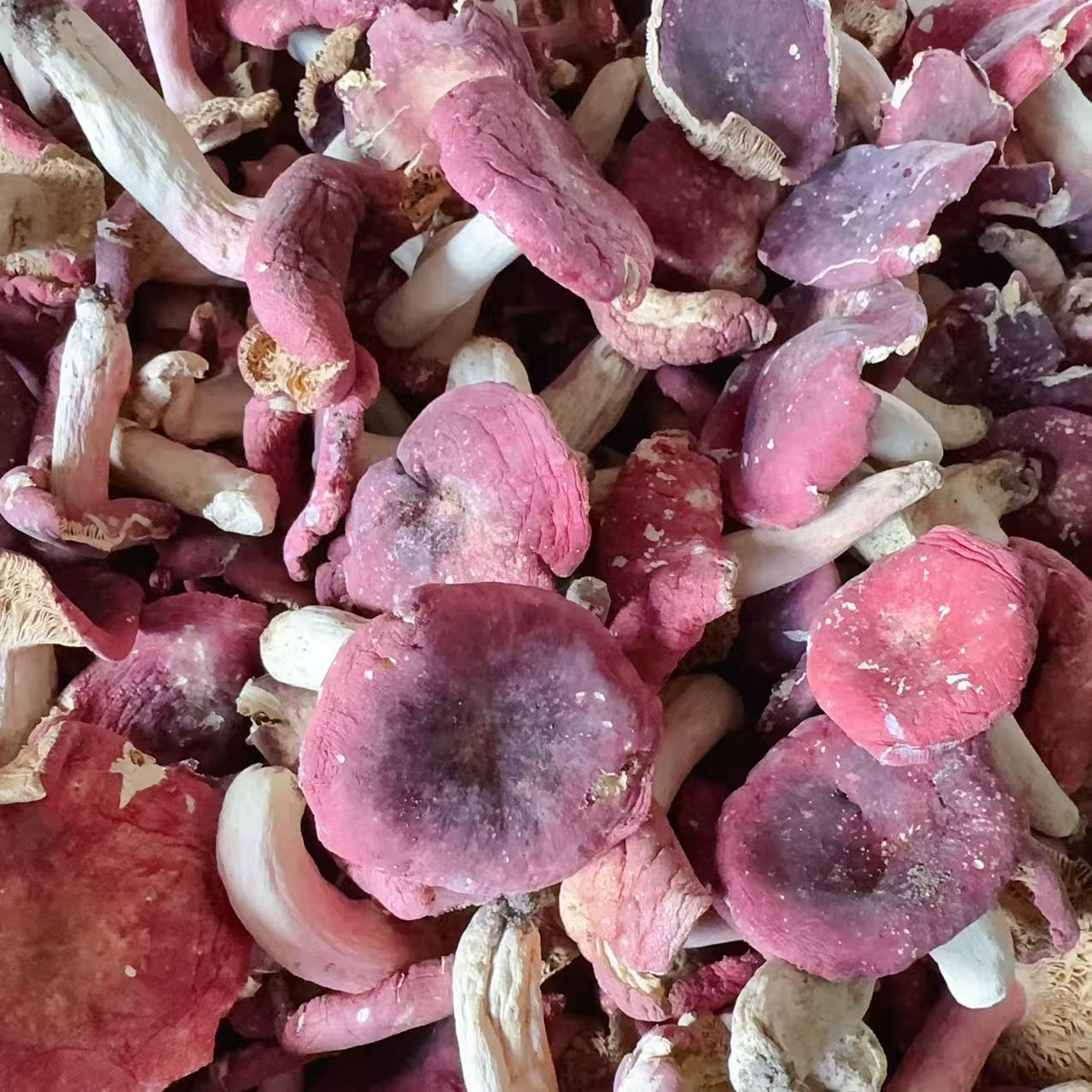 现货最后1天（半开菇）河南野生红菇菜菇开菇 卤面豆腐汤