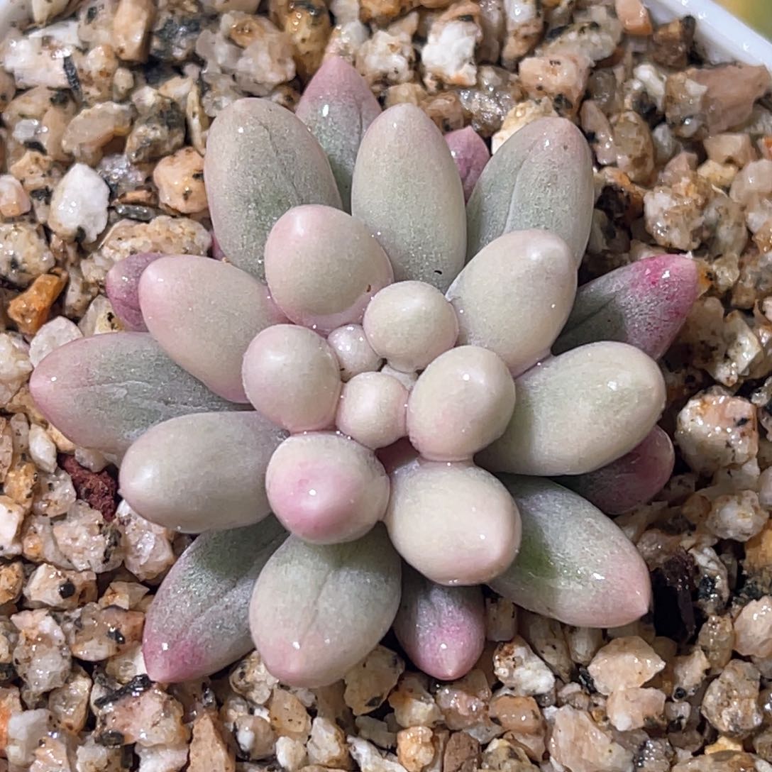 多肉特价婴儿手指锦