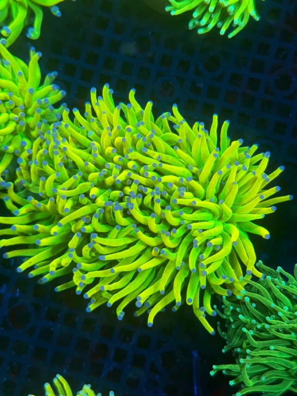 海缸水草，一物一拍，拍中联系客服改价