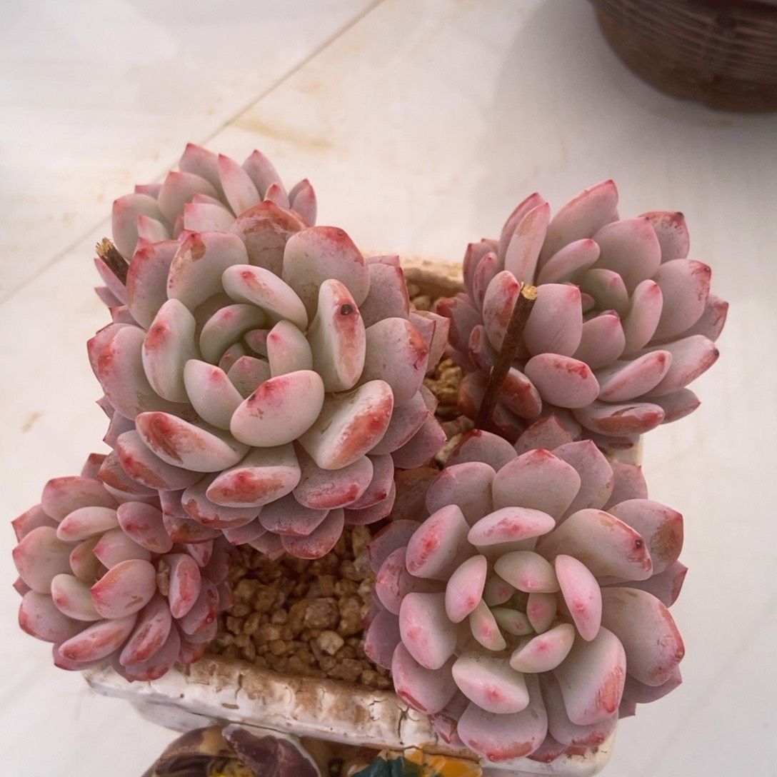 香香橙无砍多肉多肉多肉多