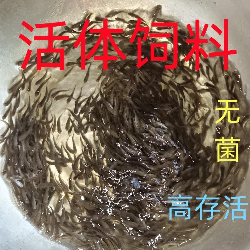 活体饲料鱼喂乌龟喂金龙喂桂花喂鳜鱼鱼粮龟粮宠物活饲料饵料