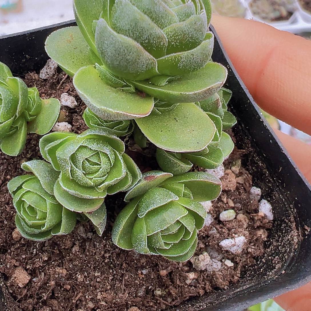 花春19包邮多肉植物