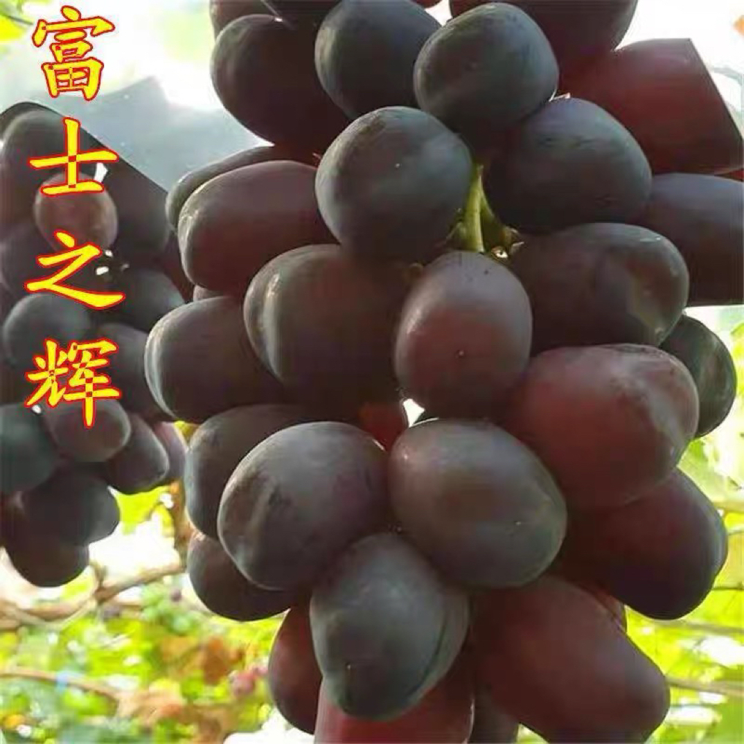新品种嫁接富士之辉葡萄苗脆甜无籽黑色阳光玫瑰葡萄树苖