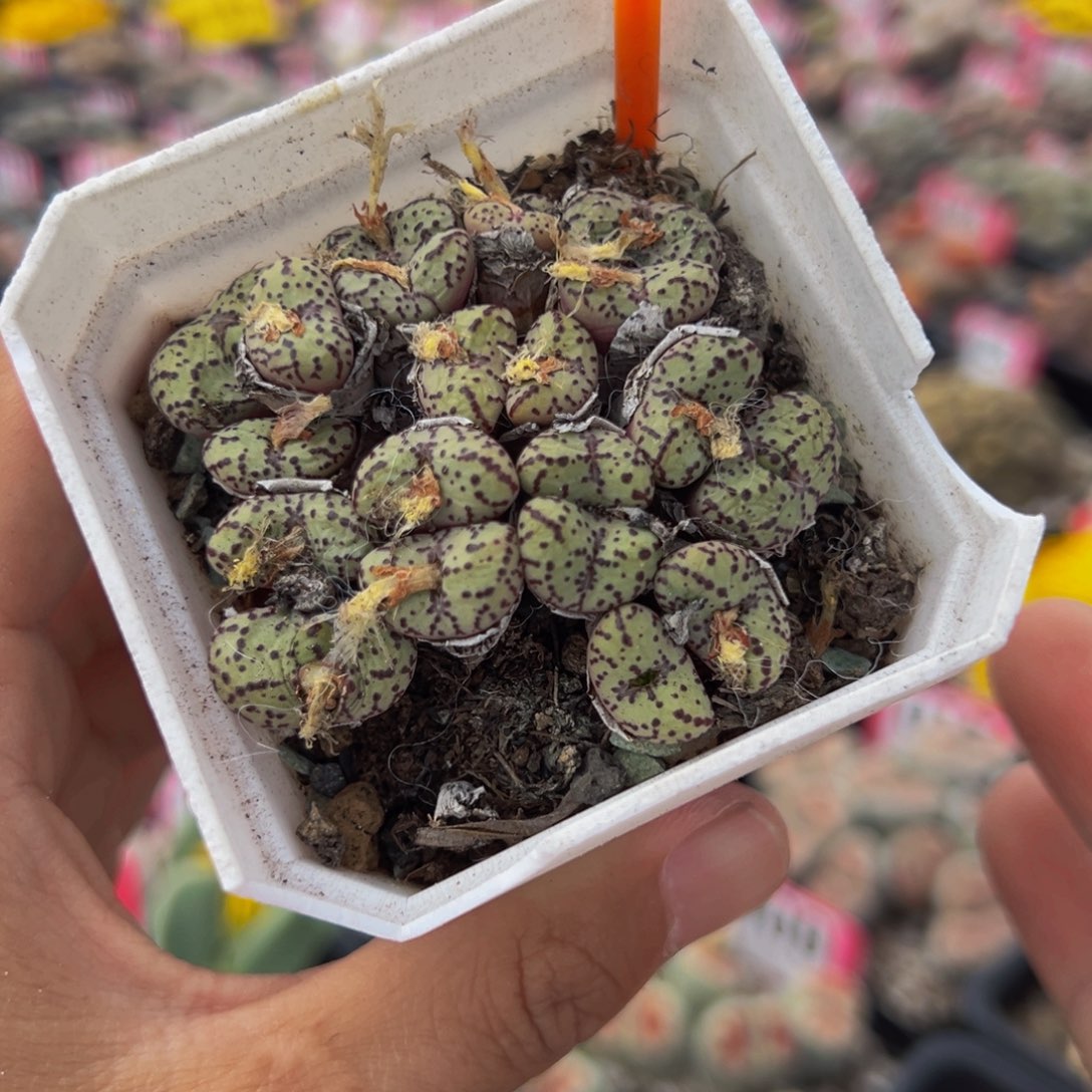 783 一物一拍，默认有伤，介意勿拍，不退不换