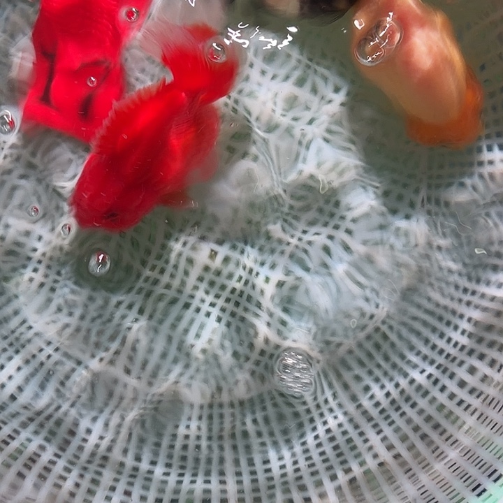 金鱼17号7.9公分区间