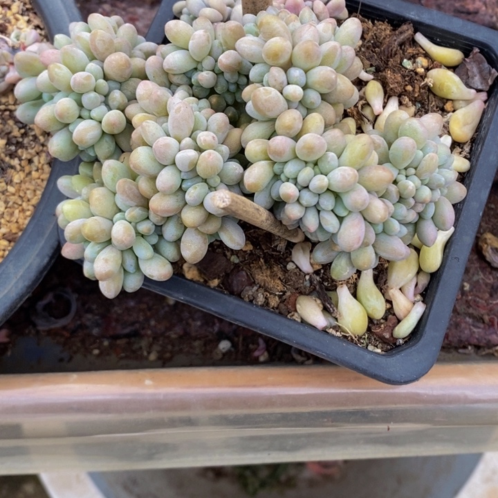 整版汤圆缀化有侧切