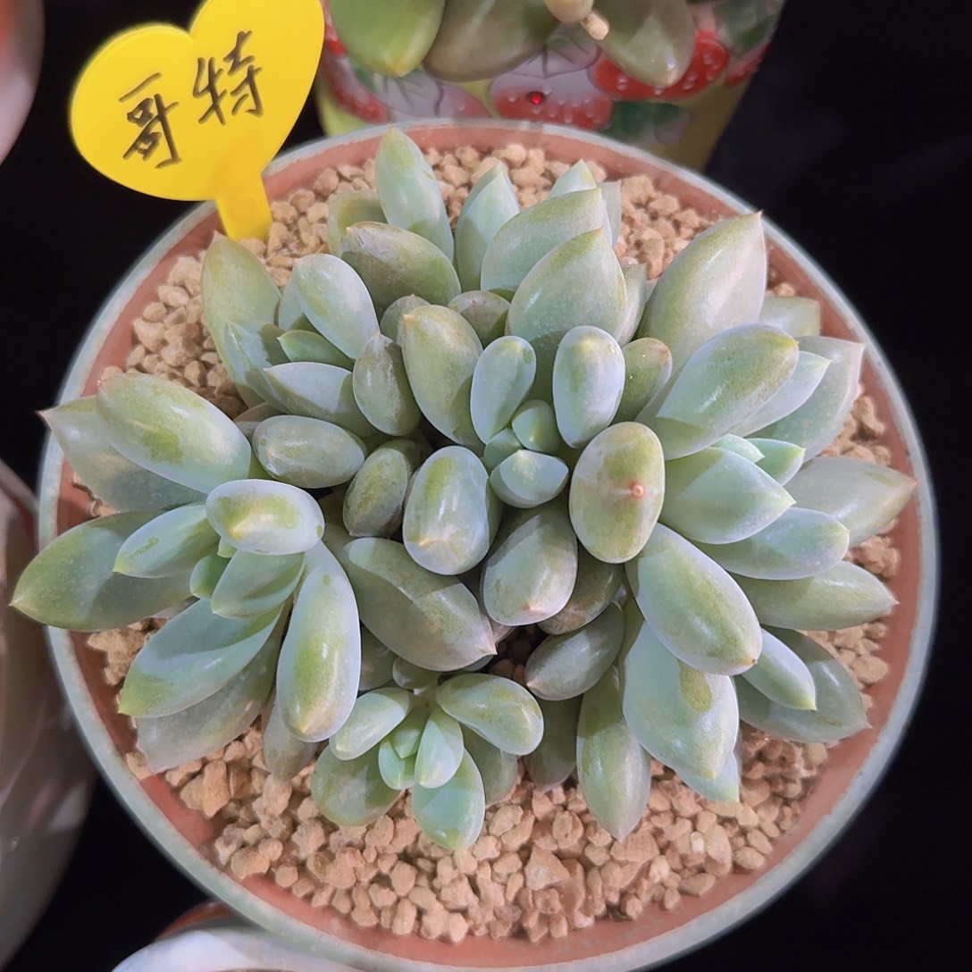 哥特萝莉多肉一物一拍