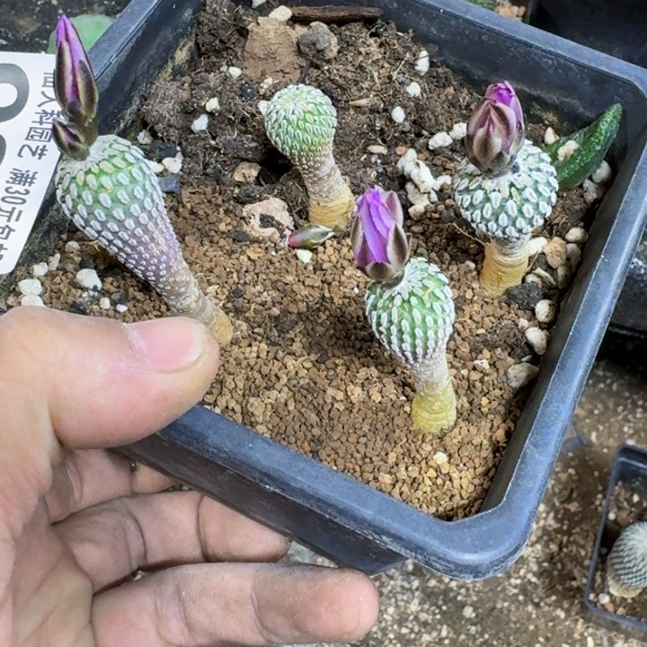 福利4颗实生赤花精巧殿990
