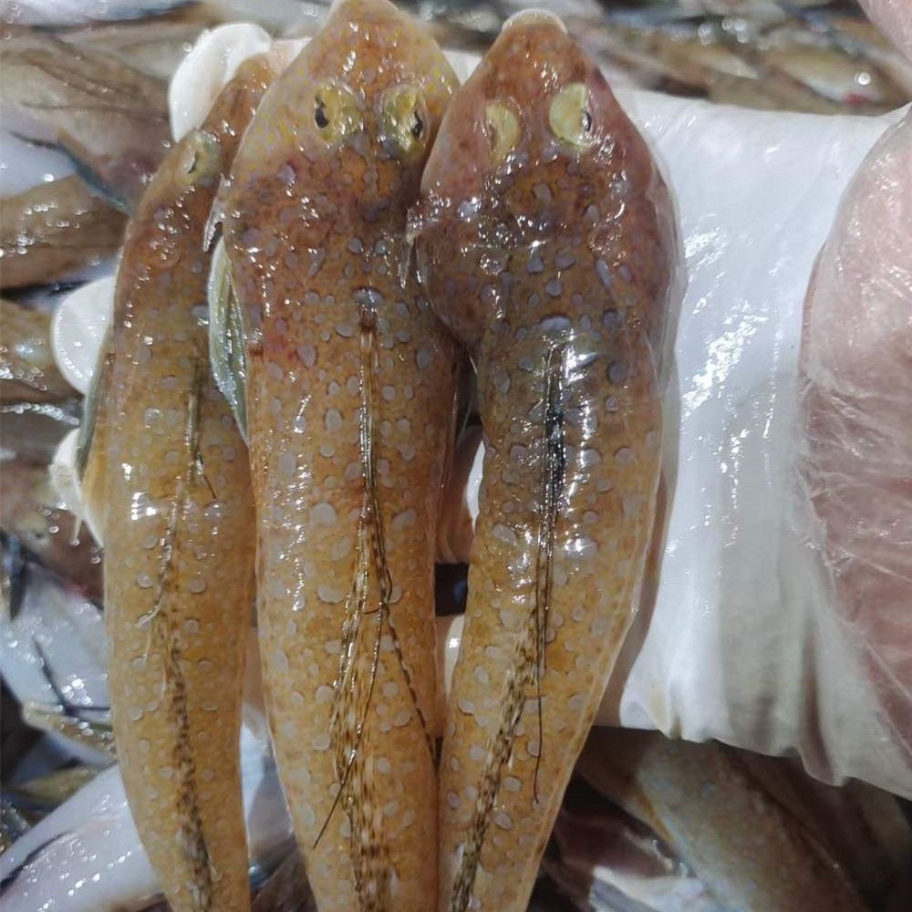 鸡腿鱼 箭头仔 惠来神前浅脚竹排5盒装