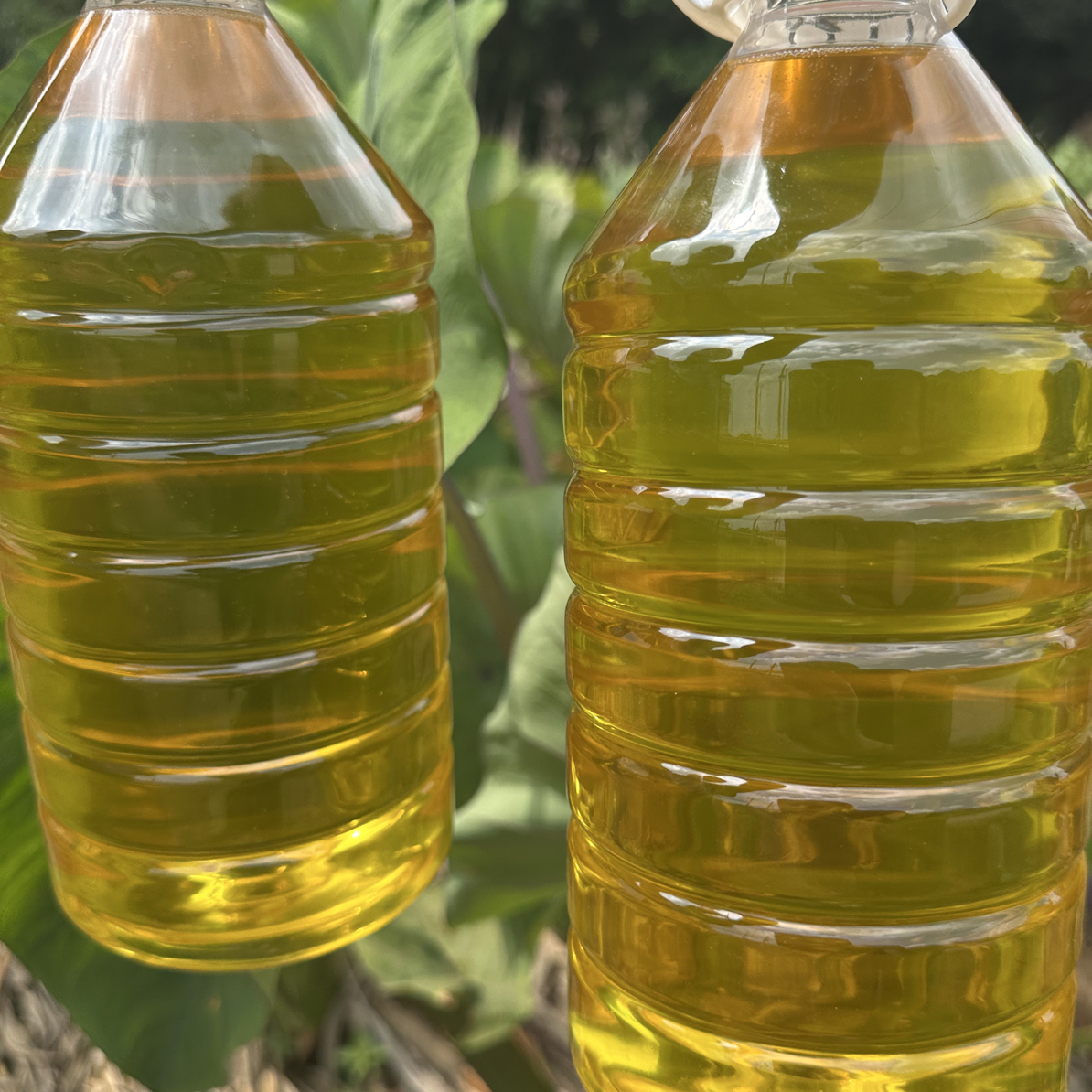 广西自种花生自榨浓香纯正花生油食用油