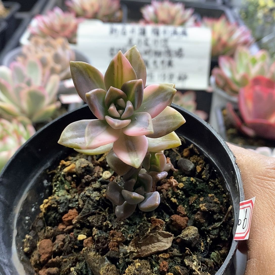 23106阿伦陪花脸锦多肉