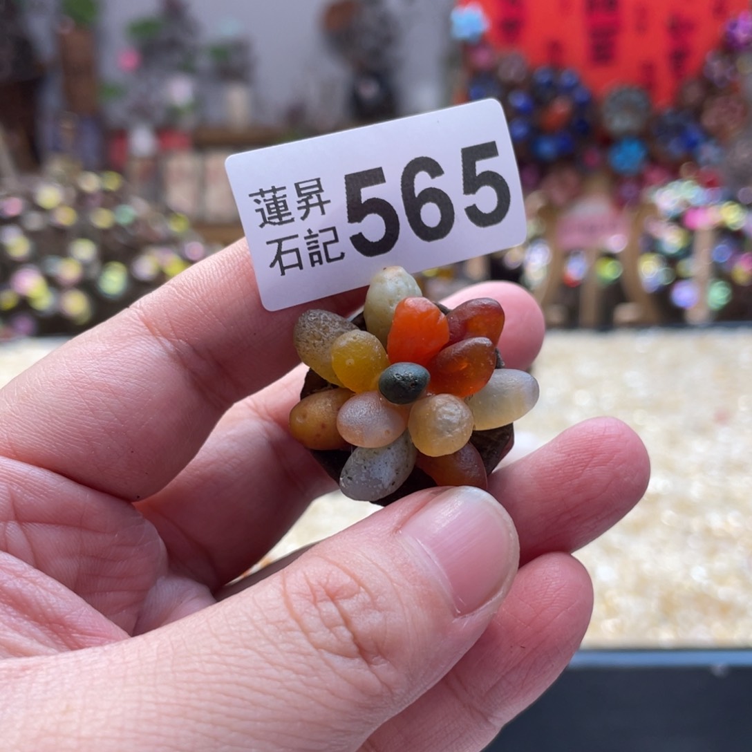 核桃木/黑胡桃（胡桃木）超****Q565