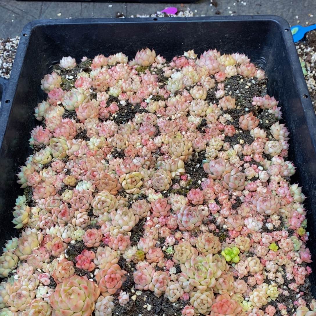 431多肉植物纤维面膜的
