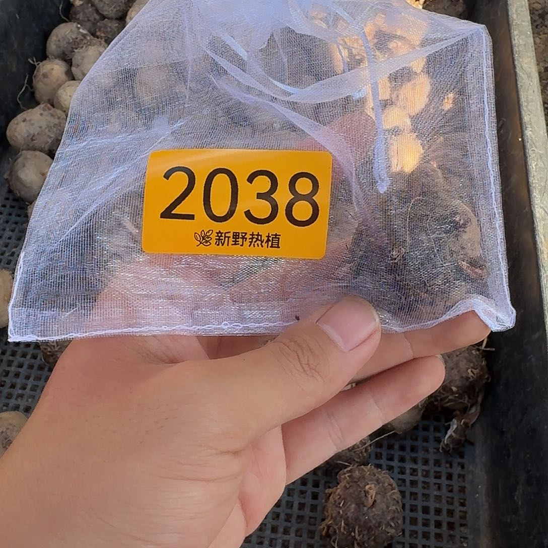 青****完全开放2038初恋裸球不售后