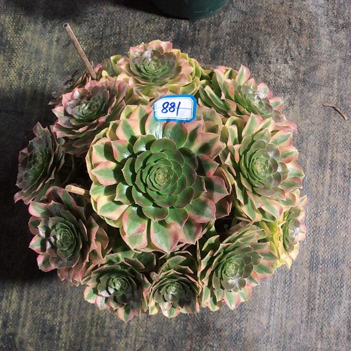 881雨荷多肉法师