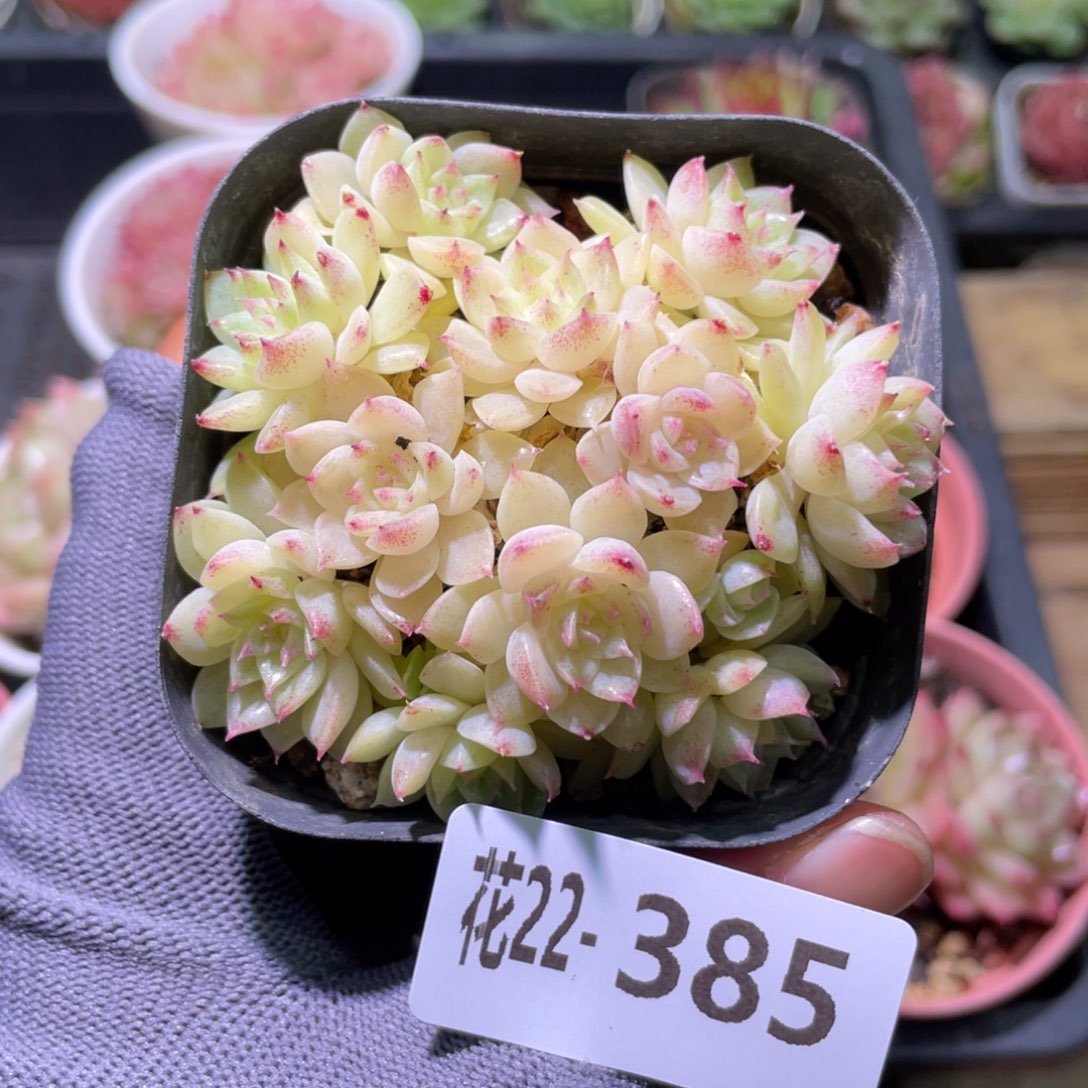 花利美22-385麦秆群